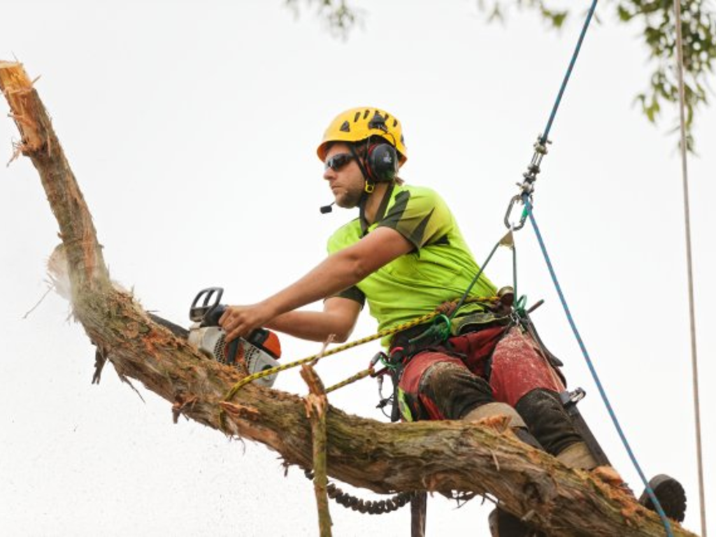 HSE Review Tree Climbing