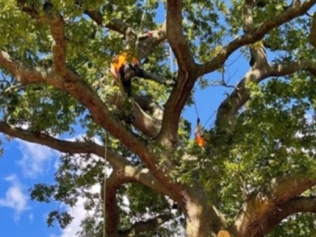 Lovely big tree canopy