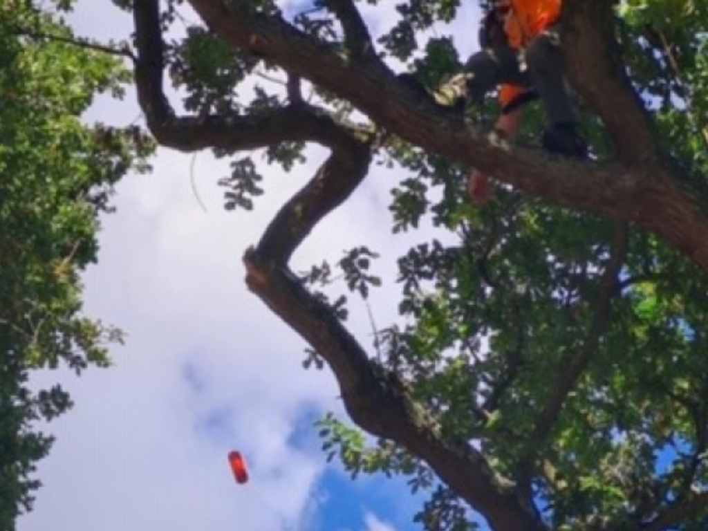 Limb Toss Station