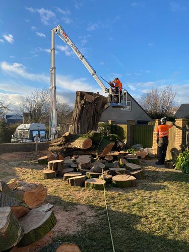 Joe Wood Tree & Garden Services LTD