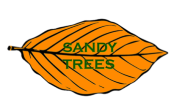 Sandy Trees