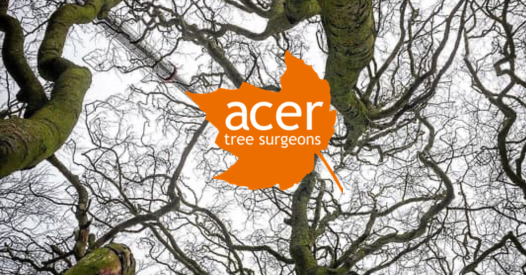Acer Tree Surgeons Ltd